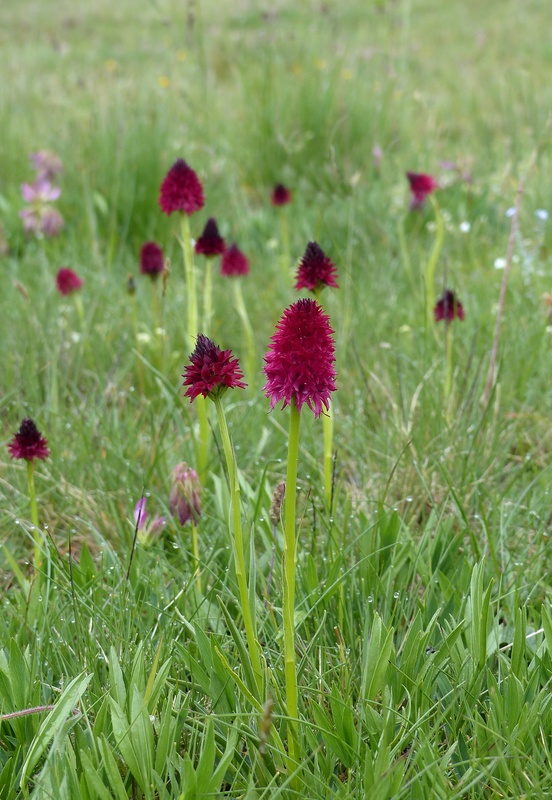 Nigritella cenisia e Nigritella rhellicani  Savoia francese   luglio 2023.